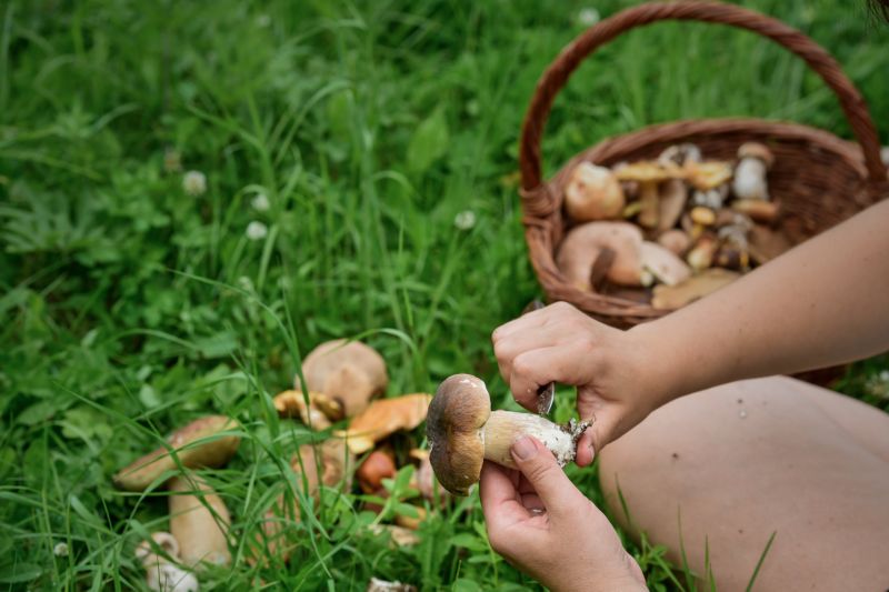 V Libereckém kraji rostou hřiby, kozáci, lišky i křemenáče. V Libereckém kraji rostou hřiby, kozáci, lišky i křemenáče.