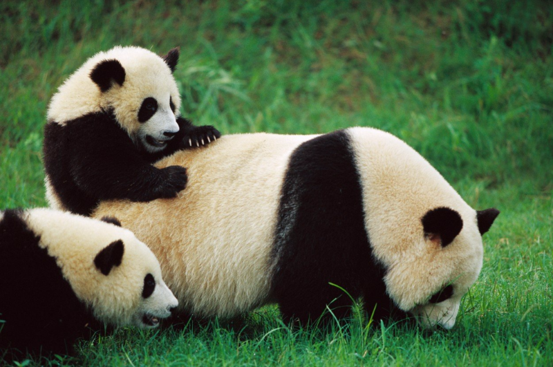Panda porodila mláďata (ilustrační foto).