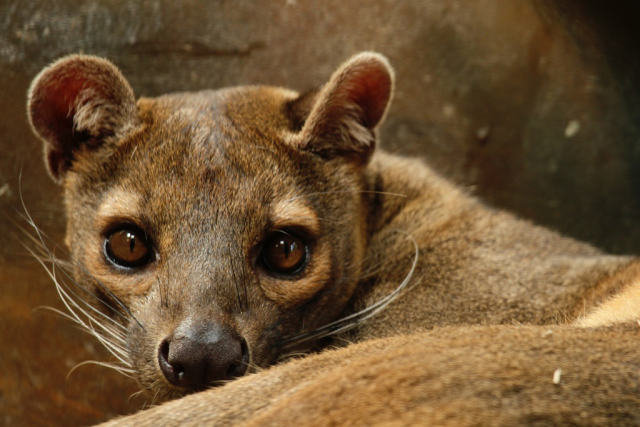 Fosa madagaskarská. 