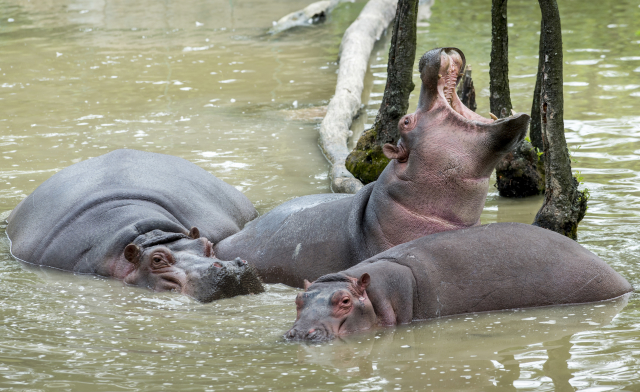 V dvorské zoo zemřel na otravu krve hroší samec Karl Wilhelm.