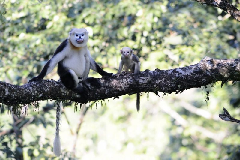 Langur indočínský.