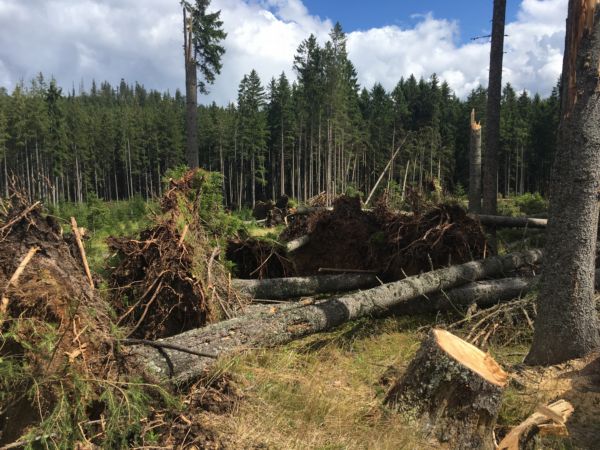 Les po bouřce, Šumava.