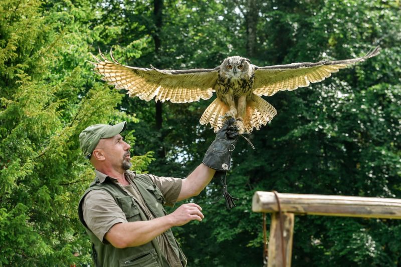 Návštěvníci zoo uvidí například sokola stěhovavého, raroha jižního, sovu pálenou či výra velkého.