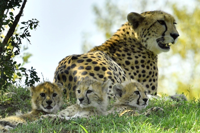 Geopardí mláďata s matkou Savannah. 