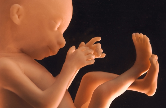 Obraz lidského embrya.