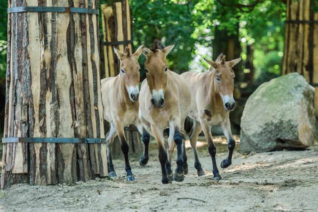 Tři klisny dorazily do liberecké zoo z Norimberku. Tři klisny dorazily do liberecké zoo z Norimberku.