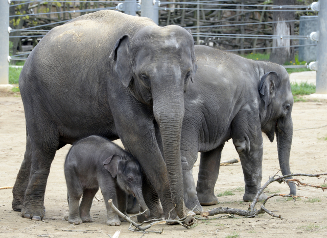 Sloni indičtí budou mít v plzeňské zoo nový pavilon (ilustrační foto).