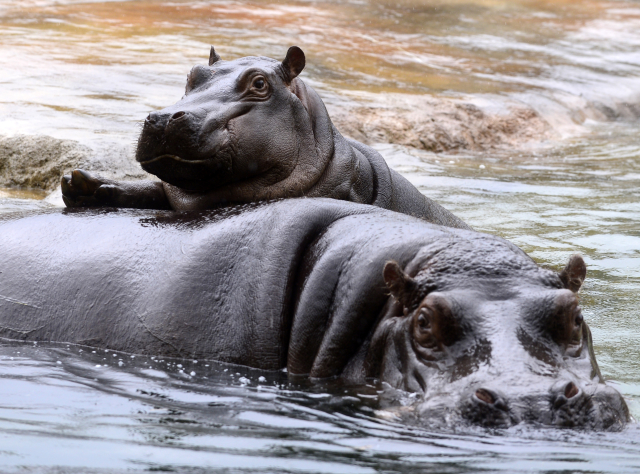 Pavilon hrochů v pražské zoo je uzavřen na neurčito. Pavilon hrochů v pražské zoo je uzavřen na neurčito.