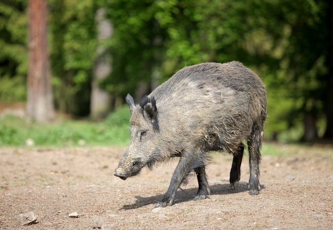Veterináři povolí odstřel divočáků.