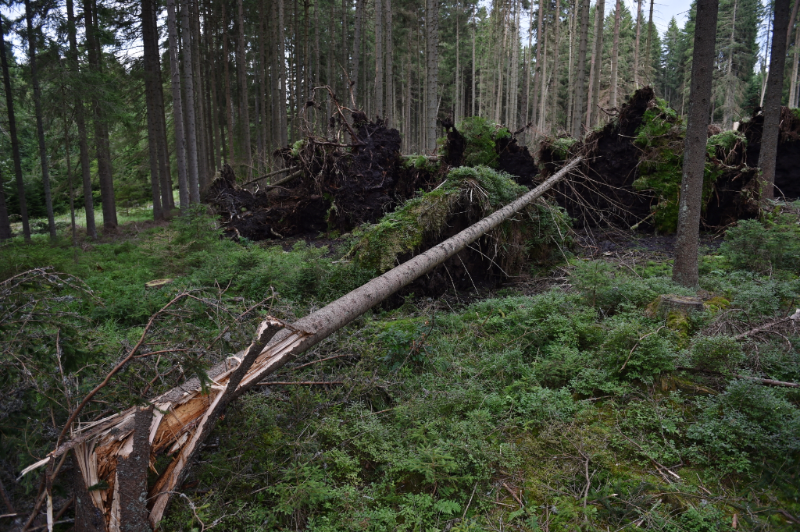 Šumava po srpnové bouři a vichřici.