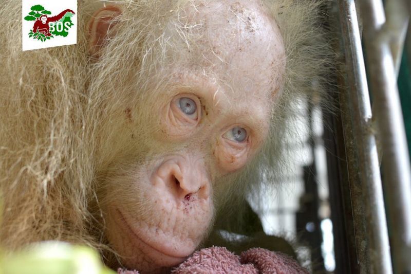 Zachráněný orangutan-albín. Zachráněný orangutan-albín.