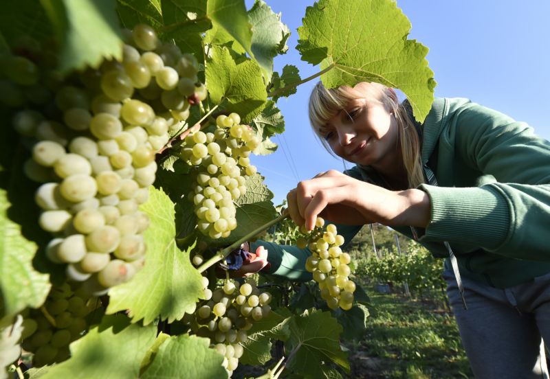 Odhadem letos vinaři udělají ze sklizených hroznů až 580 tisíc hektolitrů vína. Odhadem letos vinaři udělají ze sklizených hroznů až 580 tisíc hektolitrů vína.