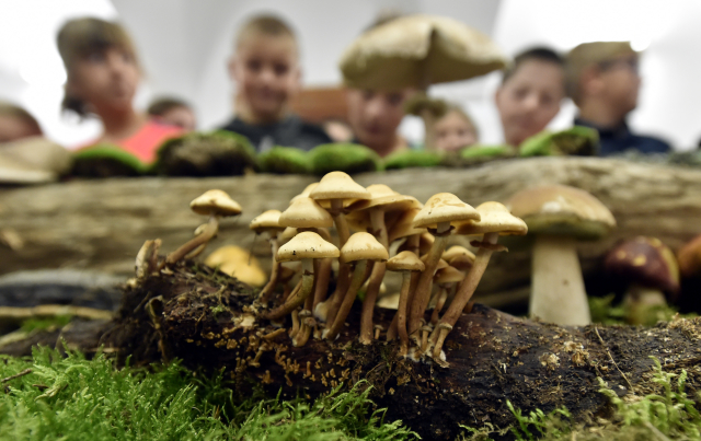 Mykologové nasbírali 350 druhů hub, expozice je stále doplňována dalšími úlovky. Mykologové nasbírali 350 druhů hub, expozice je stále doplňována dalšími úlovky.