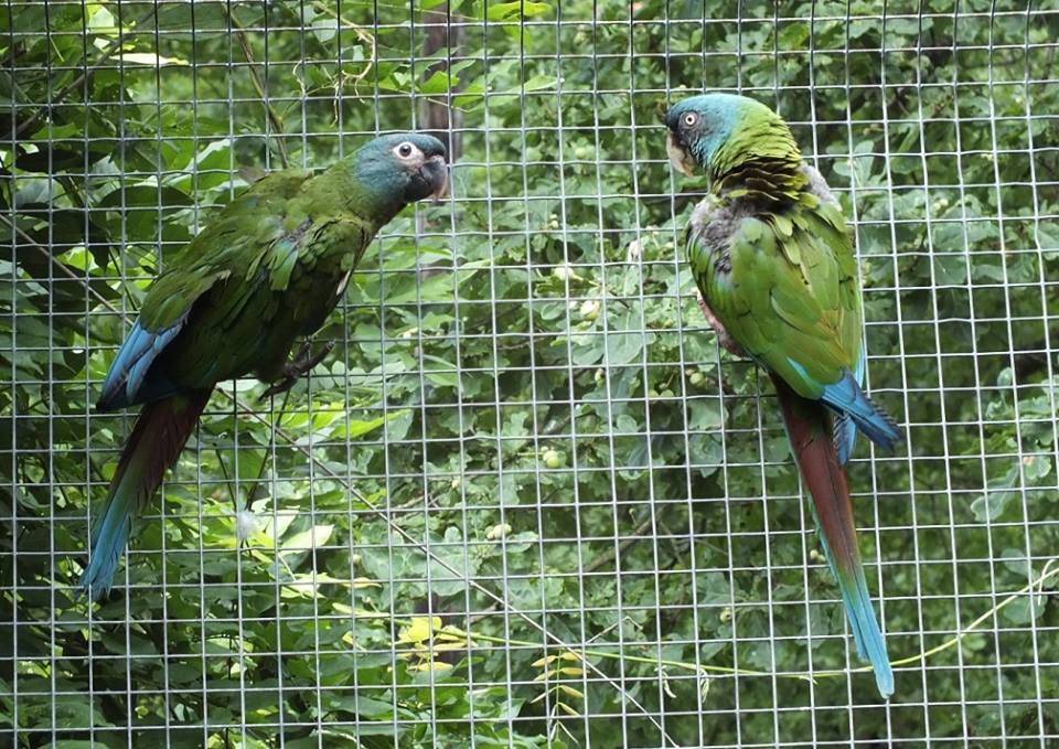 Ostravská zoo chová přes 400 druhů zvířat. Ostravská zoo chová přes 400 druhů zvířat.