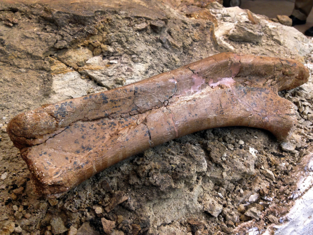 Dinosauří kost.
