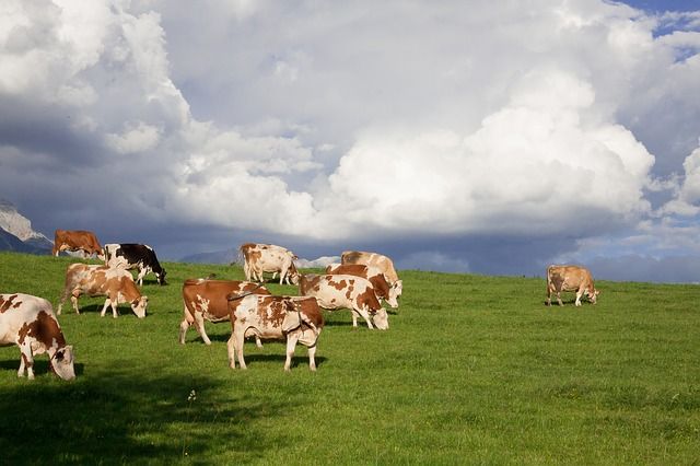 Ilustrační foto.