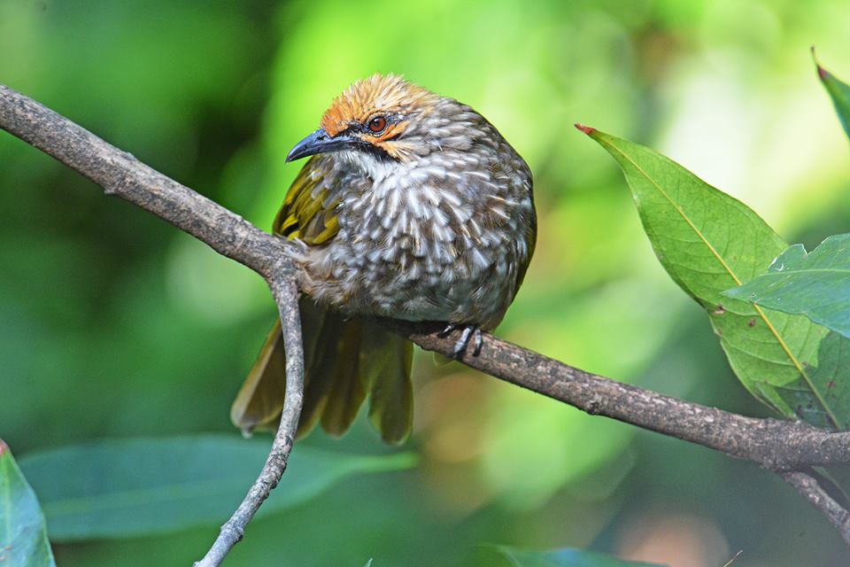 Kampaň nese název Silent Forest - Asian Songbird Crisis.