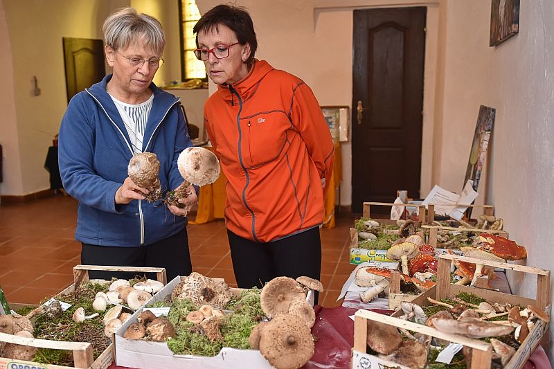 Výstava hub v zámecké galerii v Třeboni na Jindřichohradecku.