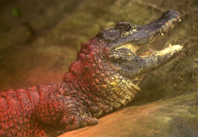 Aligátor čínský.