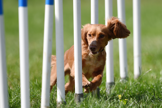Popularita agility v posledních letech stoupá.