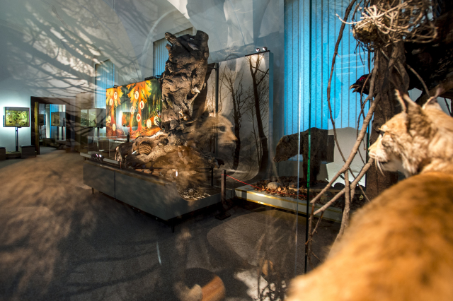Krkonošské muzeum, výstava Kámen a život.