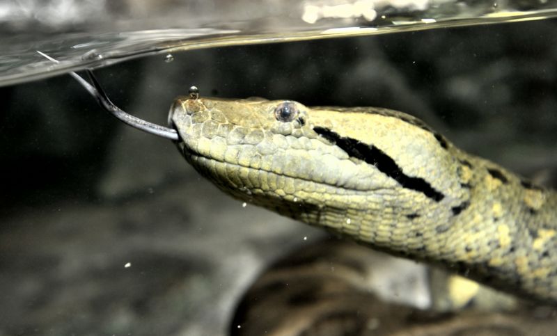Anakondy se přestěhovaly do větší expozice.