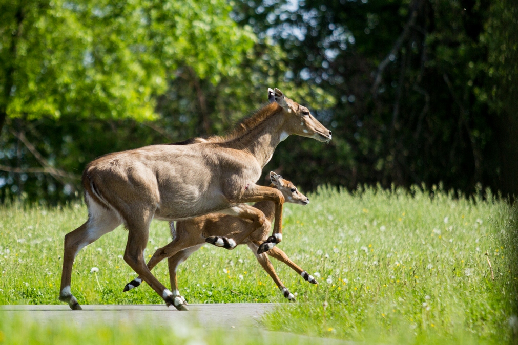 Návštěvníci zoo mohou vidět i letošní mládě nilgau pestrého.