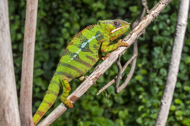 Chameleon.