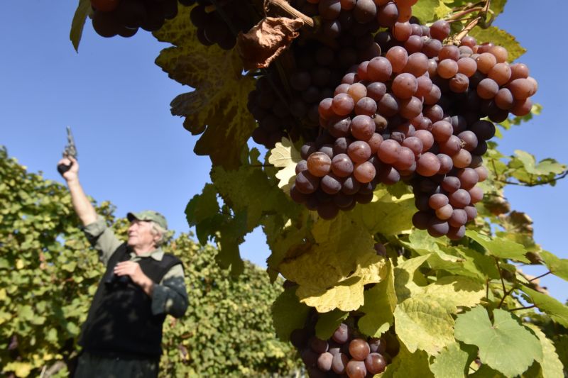 Na vinicích zbývá zhruba pětina hroznů na klasické víno. Na vinicích zbývá zhruba pětina hroznů na klasické víno.