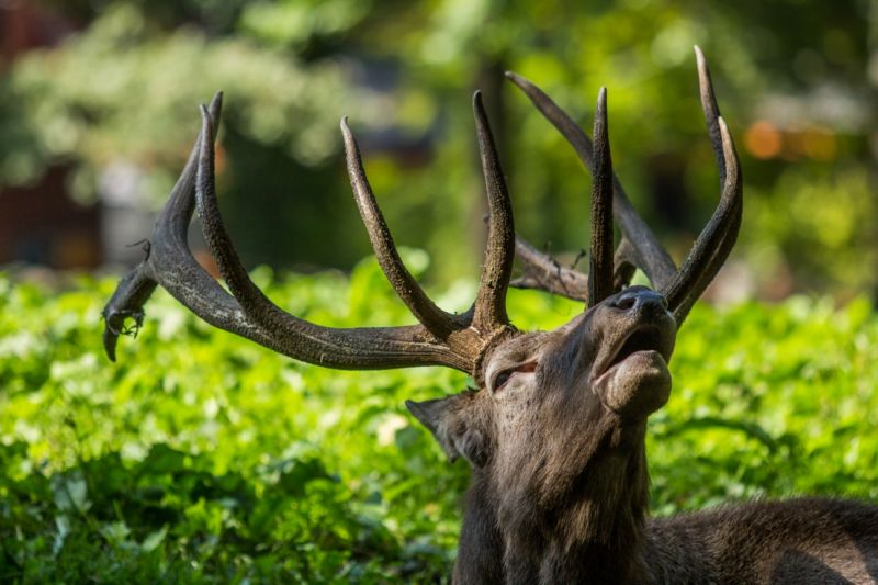 Wapiti sibiřský, známý také jako jelen sibiřský.