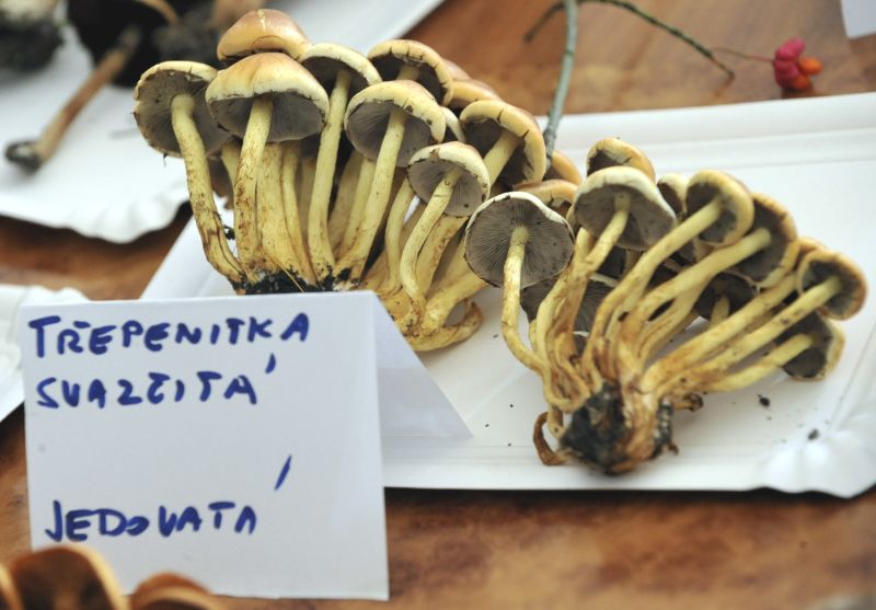 Ilustrační foto.