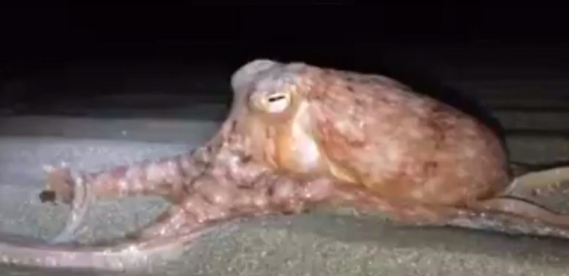 Chobotnice na pláži. Chobotnice na pláži.