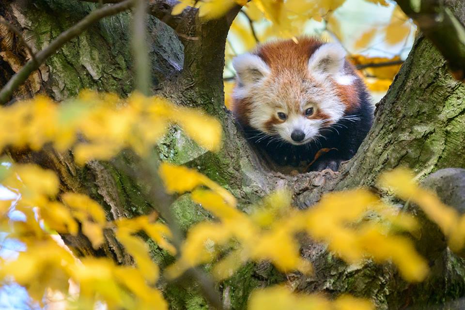 Pandí mládě se v zoo Zlín narodilo v červnu. Pandí mládě se v zoo Zlín narodilo v červnu.