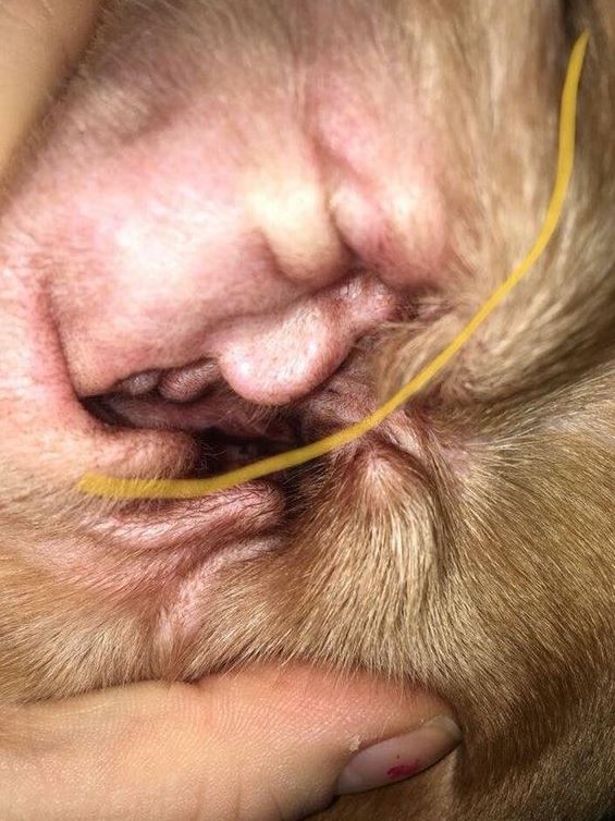 Trumpův obličej v uchu dvouletého bígla jménem Chief.