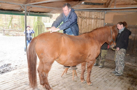 Klisny v zoo trápí problémy s pohybovým aparátem a masáž jim podle ošetřovatelky hodně ulevila.