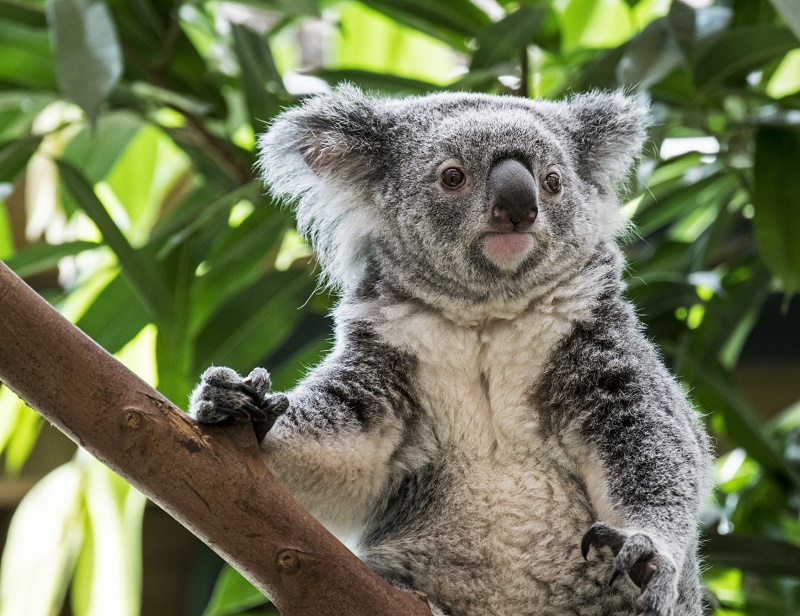 Koala. 