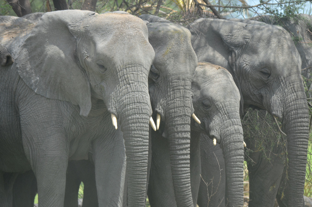 Sbírka oblečení podpoří projekt Save Elephants.