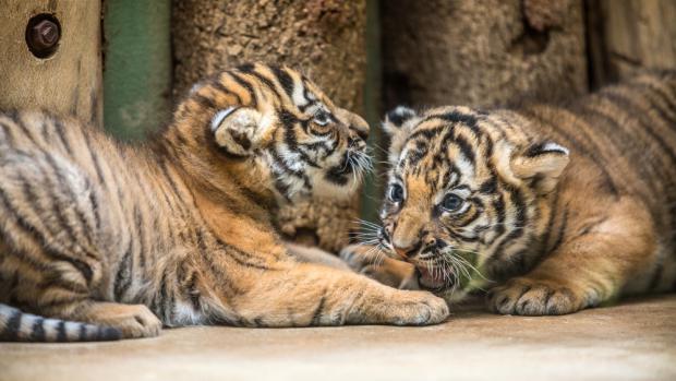 Vzácná malajská tygřata se v pražské zoo narodila 3. října.