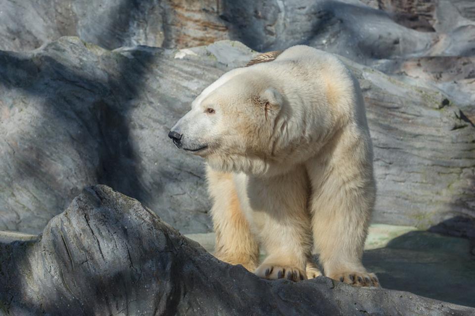 Dnes má zoo tři lední medvědy, desetiletého samce Toma a dvě samice - Boru a Bertu.