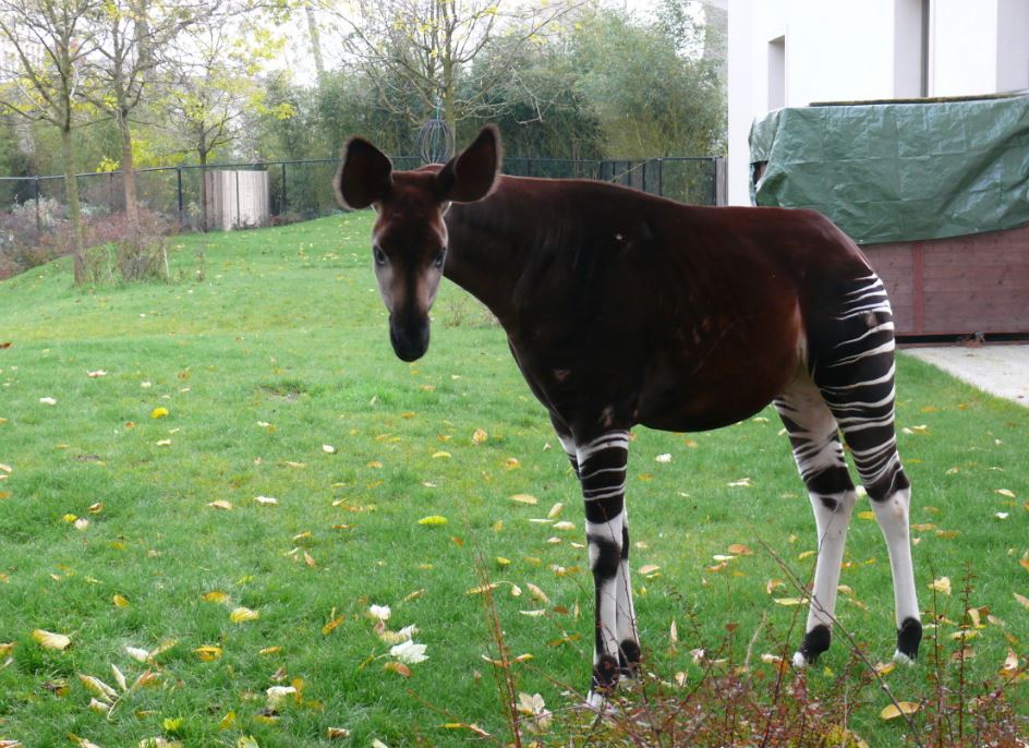 Samice vzácné okapi jménem Qira.