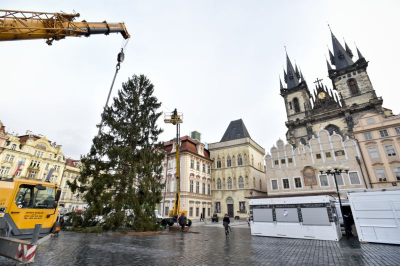 Smrk ztepilý pochází z Roztok u Křivoklátu, kde rostl 66 let. 