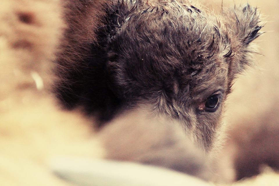 Mládě zubra evropského z táborské zoo. Mládě zubra evropského z táborské zoo.