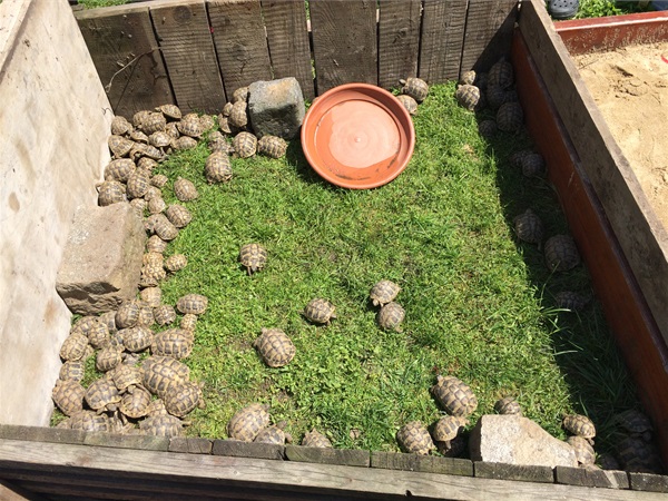 Žlevy jsou nyní v záchranných centrech Zoo Praha a Zoo Plzeň.
