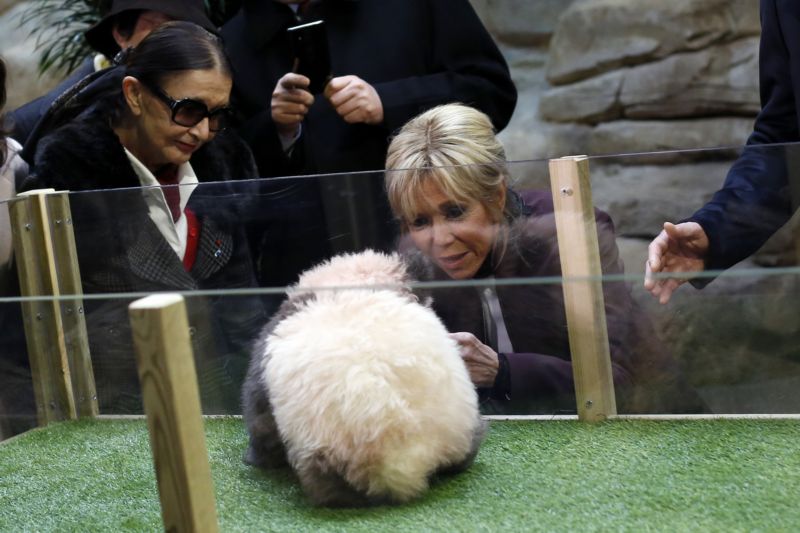 Brigitte Macronová v zoologické zahradě Beauval pokřtila první pandí mládě narozené v Francii. Brigitte Macronová v zoologické zahradě Beauval pokřtila první pandí mládě narozené v Francii.