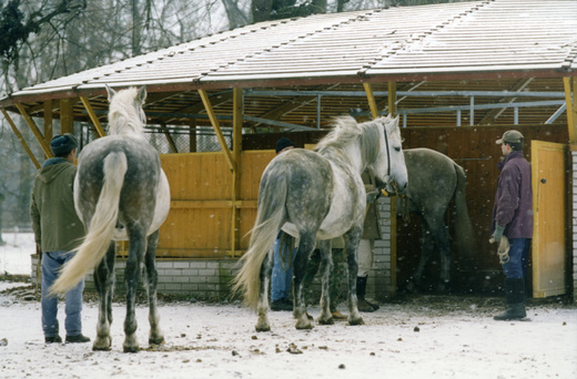 Krajina v Kladrubech v sobě spojuje vliv chovu koní a dlouhodobého hospodaření a krajinných úprav.