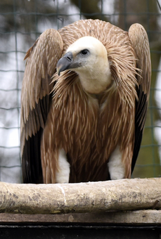 Zoo Zlín patří mezi nejúspěšnější chovatele supů v Evropě.