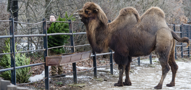 Na Štědrý den bude mít otevřeno i Zoo Praha.