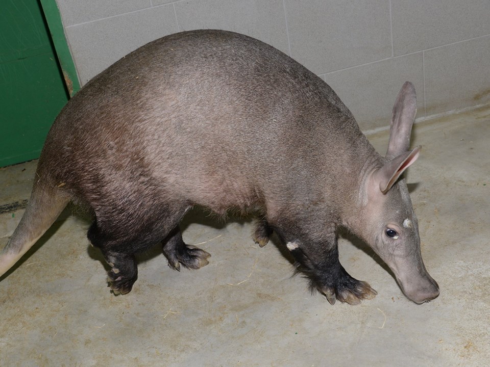 Hrabáč v zoo Olomouc.