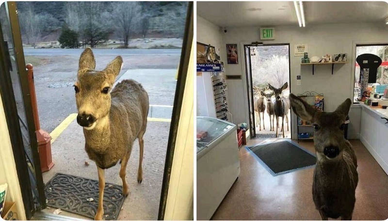 Srny v obchodě se suvenýry. 