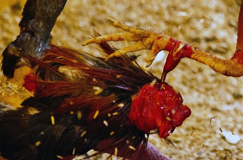 Kolem létá peří a teče krev. V dalších zápasech vedou rány zasazené ostruhou břitkou jako nabroušený nůž ke smrti jednoho z kohoutů nebo ukončí boj v několika sekundách (ilustrační foto).